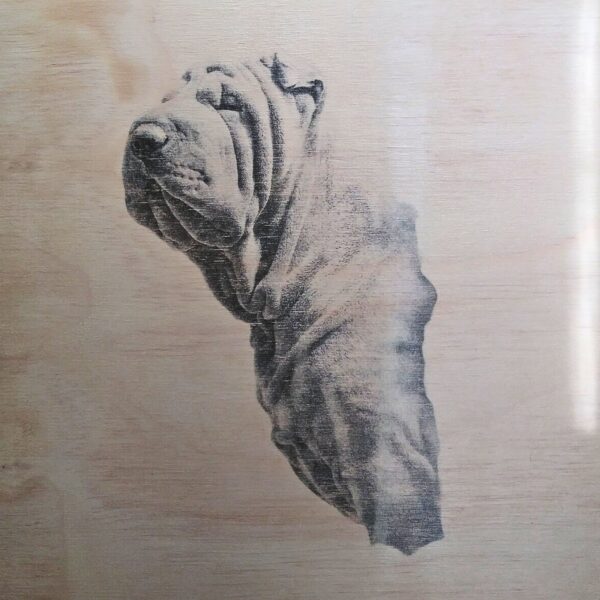 Mesa shar pei