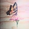 Mesa mariposas